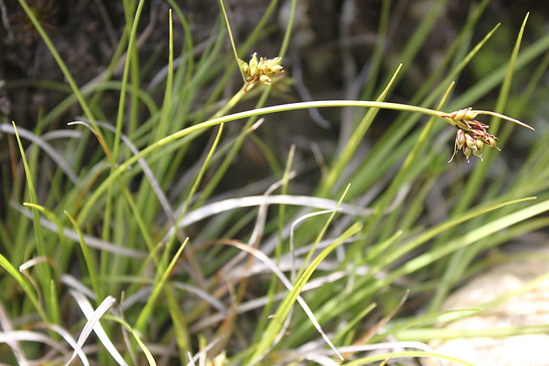 File:Carex deflexa.jpg