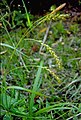 Boszegge (Carex sylvatica)