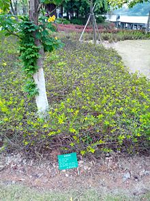 Cassia bicapsularis in Jimei University 20131224.jpg