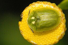 Cassida stigmatica