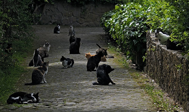 File:Cats in Sintra. Portugal.jpg