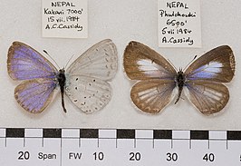 Celastrina iynteana