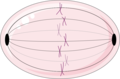 Cell division - Mitosis