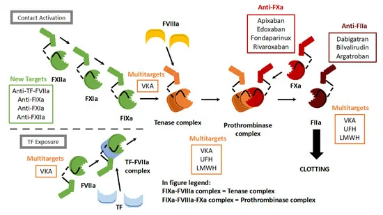 File:Cells-11-03214-g001-550.webp