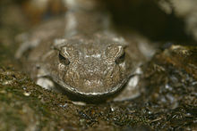 Solomon Island Leaf Frog, Online Learning Center