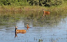 Arena Pantanal – Wikipédia, a enciclopédia livre