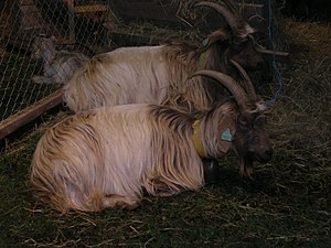 Viande De Chèvre: La viande de caprin, Histoire de la consommation, Localisation de la production et de la consommation