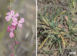 <i>Chaetolimon</i> Genus of flowering plants