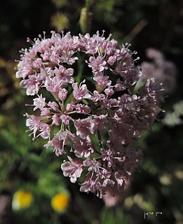 <i>Chaetosciadium</i> species of plant in the family Apiaceae