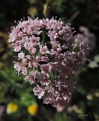 <i>Chaetosciadium</i> Species of plant in the family Apiaceae