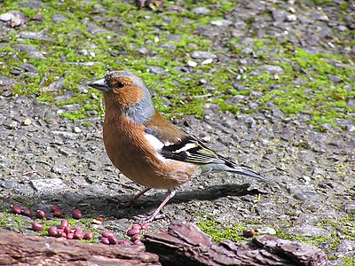 Male chaffinch