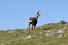 Chamois au Schneeberg.