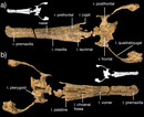 Champsosaurus norelli.png