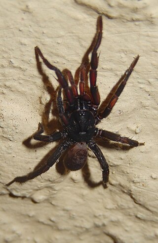 <span class="mw-page-title-main">Anamidae</span> Family of spiders