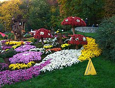 Chrysanthemum Festival in Kyiv, 2017 (7) (cropped).jpg