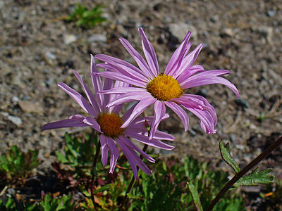 Chrysanthemum weyrichii Inflorescences