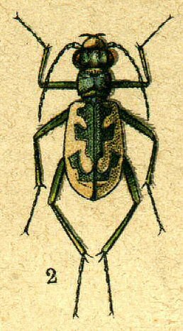 Illustration from the monograph by Georgiy Jacobson “Beetles Russia and the Western Europe” (1905).