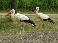 Ciconia ciconia -Alsacia -Francia -8.jpg