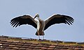 * Nomination White stork (Ciconia ciconia) in Kientzheim (Haut-Rhin, France). --Gzen92 10:19, 3 March 2024 (UTC) * Promotion  Support Good quality. --Ermell 22:43, 3 March 2024 (UTC)