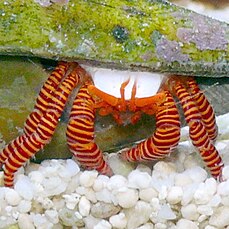 Ciliopagurus strigatus изрязани подчертани крака.JPG