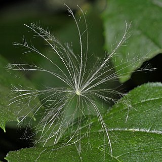 Pappus (botany)