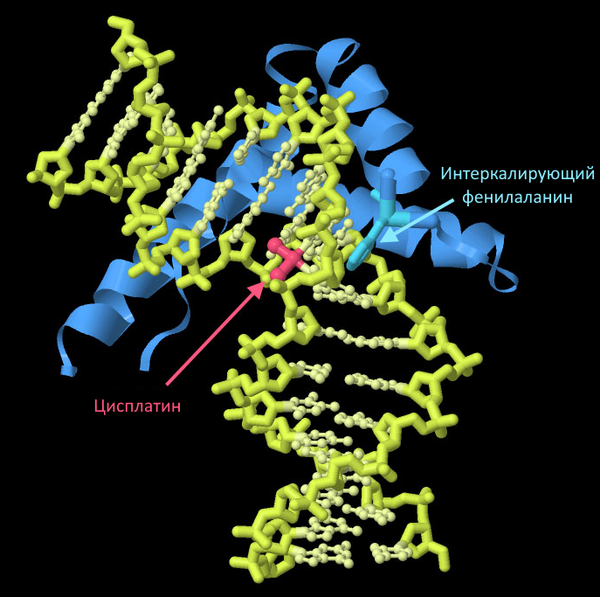 Белок ц. Цисплатин и ДНК. Взаимодействие цисплатина с ДНК. ДНК рус. Cisplatin DNA bonding.