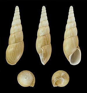 <i>Clavator moreleti</i> Species of gastropod