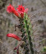 Cleistocactus sepium (ventimigliae) (4441108206).jpg