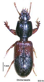 <i>Clivina basalis</i> Species of beetle