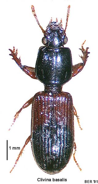 <i>Clivina basalis</i> Species of beetle