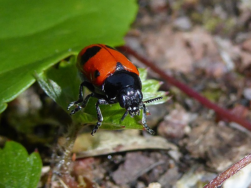 File:Clytra laeviuscula Paludi.jpg