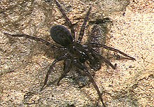 Coelotes.yaeyamensis.female.-.tanikawa.jpg