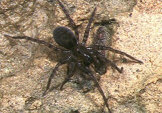 <i>Iwogumoa</i> Genus of spiders