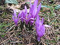 Colchicum bulbocodium