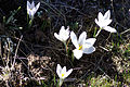 Colchicum multiflorum