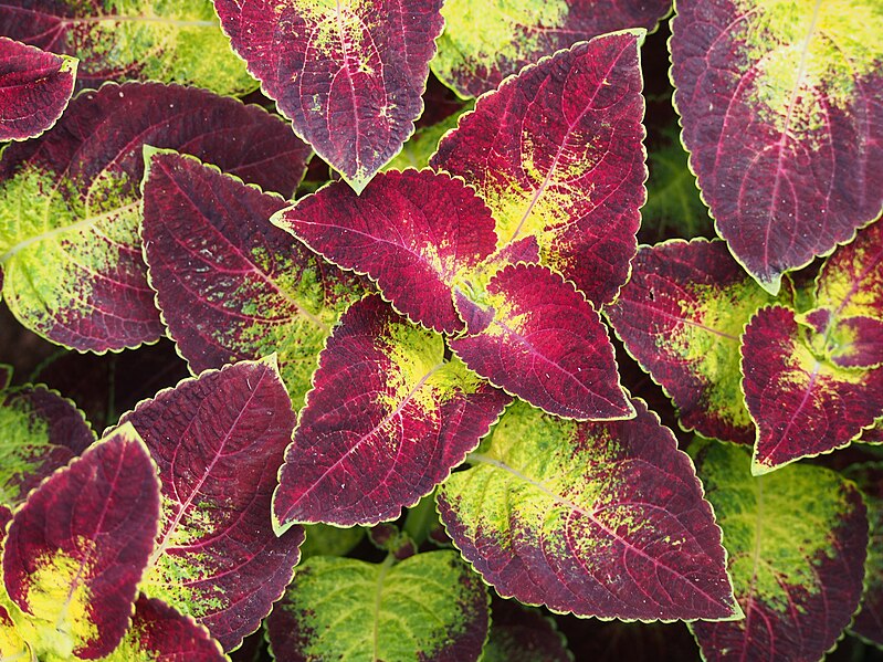 File:Coleus scutellarioides 'ColorBlaze Dipt in Wine' 2019-07-20 02.jpg