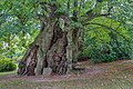 1000-jährige Sommerlinde (Tilia platyphyllos) Collm