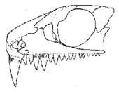Illustration of a fossilized cranium of the Permian primitive reptile Colobomycter Colobomycter1.png