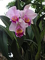 Cattleya Cultivar