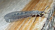 Obični Antlion Myrmeleon immaculatus male.jpg