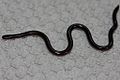 Common Blind Snake (Ramphotyphlops braminus) 鉤盲蛇1.jpg