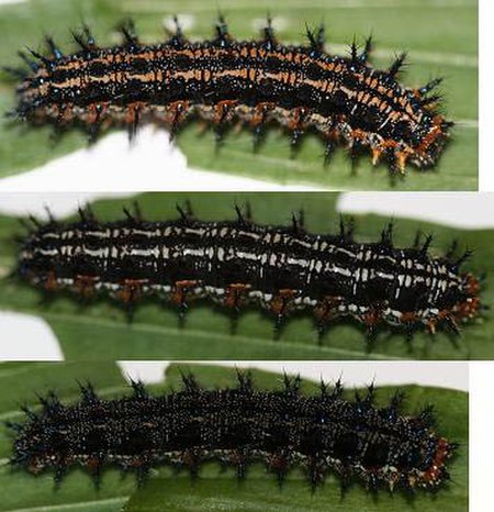Fail:Common Buckeye larva variation, Megan McCarty42.JPG
