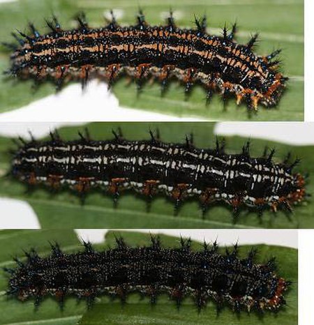 Fail:Common_Buckeye_larva_variation,_Megan_McCarty42.JPG