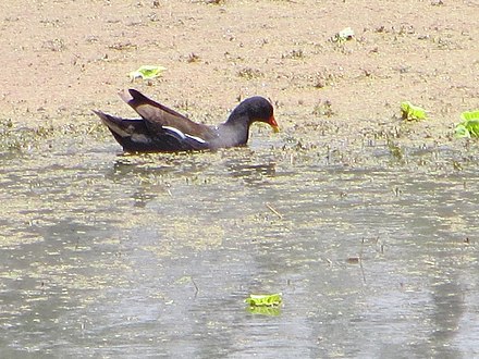 Common Moorhen