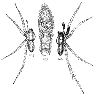 <i>Pardosa saxatilis</i> Species of spider