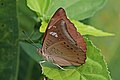 E. a. suddhodana female, Nepal