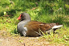 Young adult, WWT London Wetland Centre, Barnes