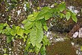 Conandron ramondioides (leaf s3).jpg