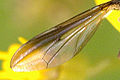 Conops quadrifasciatus, wing detail