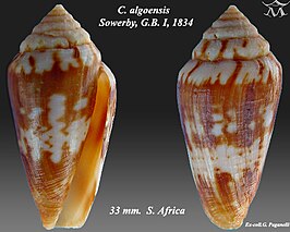 Conus algoensis algoensis